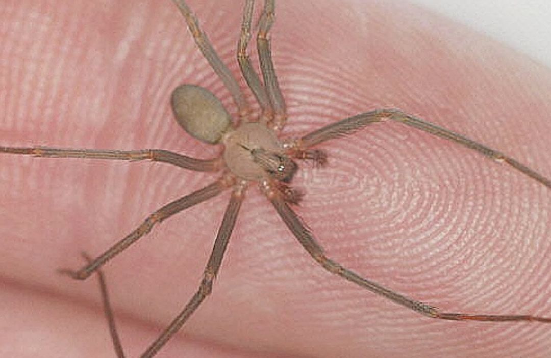 ¿Cómo Reconocer la Mordedura de una Araña Violinista?