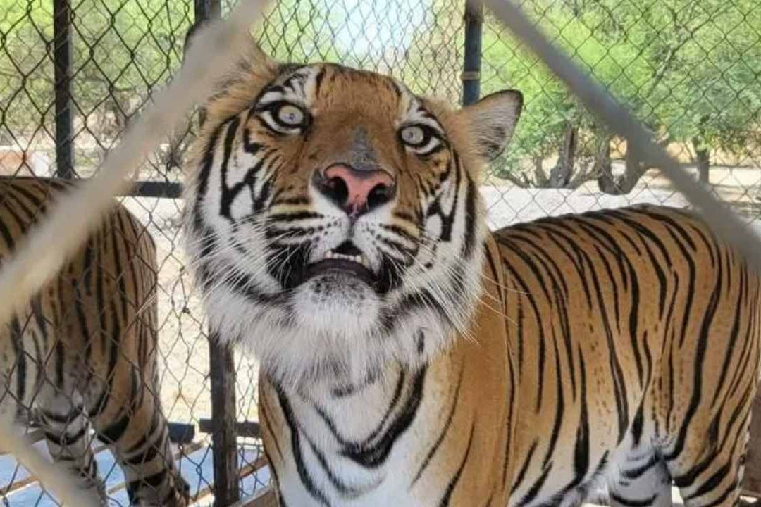 Hace una semana, los fiscales estadounidenses revelaron grotescos detalles sobre cómo algunos capos del narcotráfico utilizan a los tigres