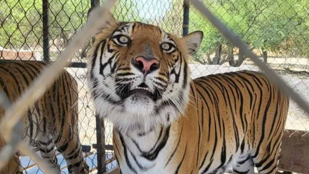 Hace una semana, los fiscales estadounidenses revelaron grotescos detalles sobre cómo algunos capos del narcotráfico utilizan a los tigres
