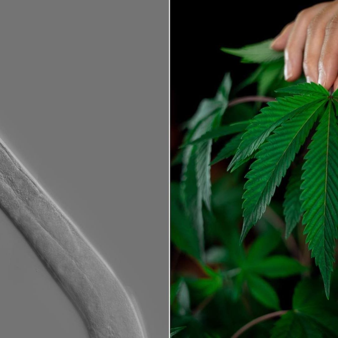 Gusano fue expuesto a cannabis