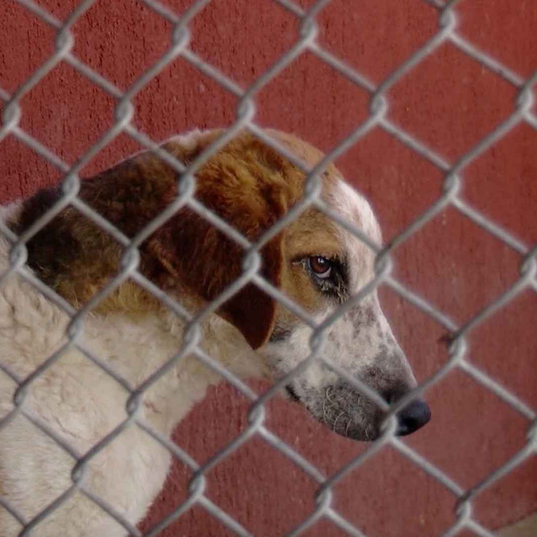 En Tonalá, animales son sacrificados a falta de adopción