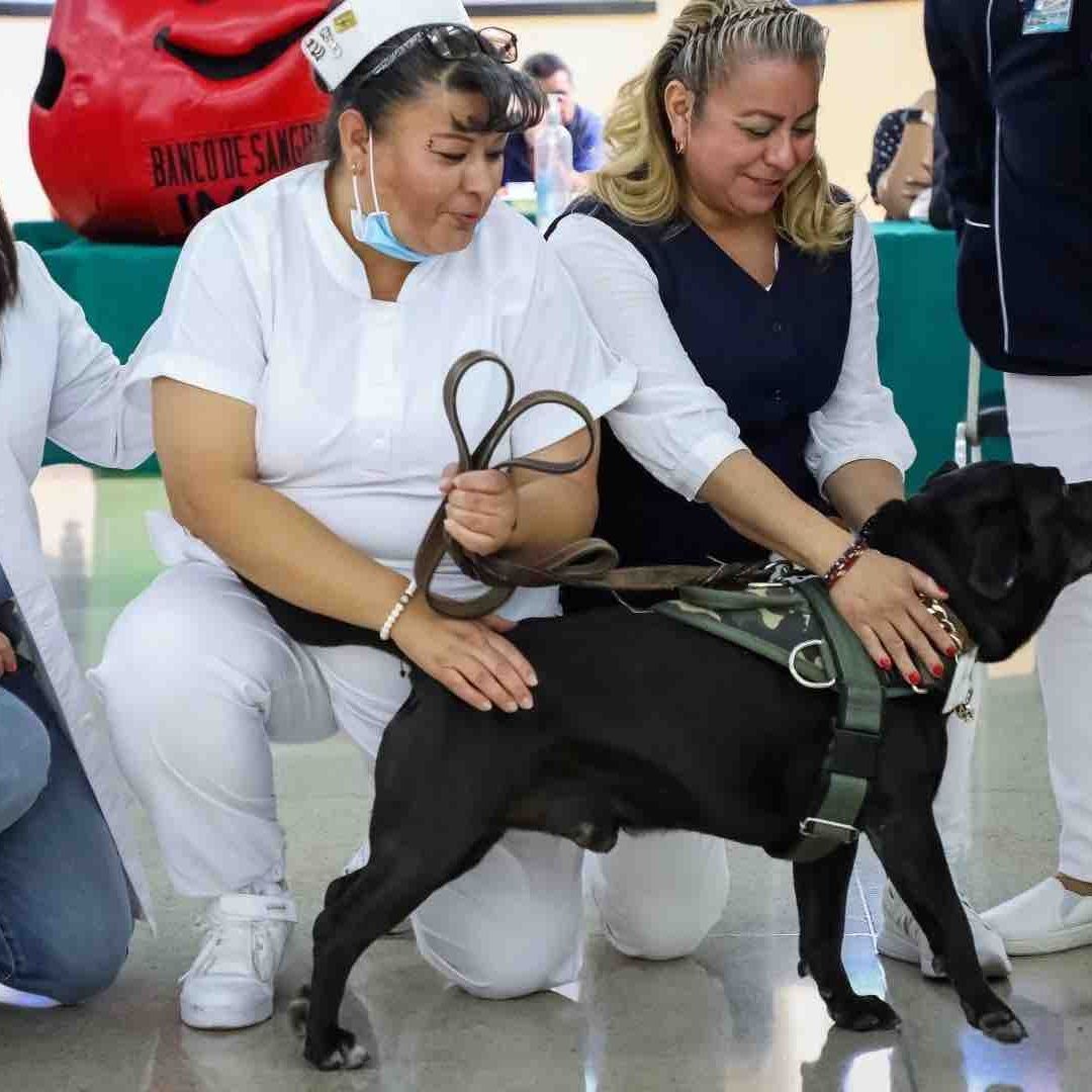 Cuco, el adorable perro que trabaja en el IMSS