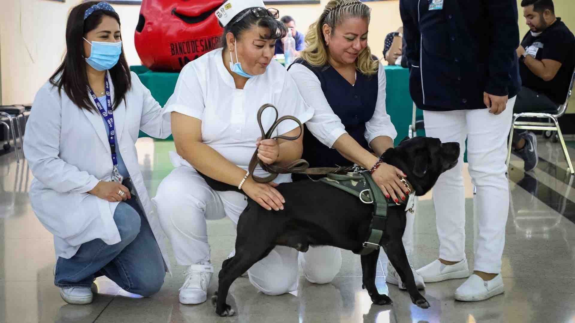 Cuco, el adorable perro que trabaja en el IMSS