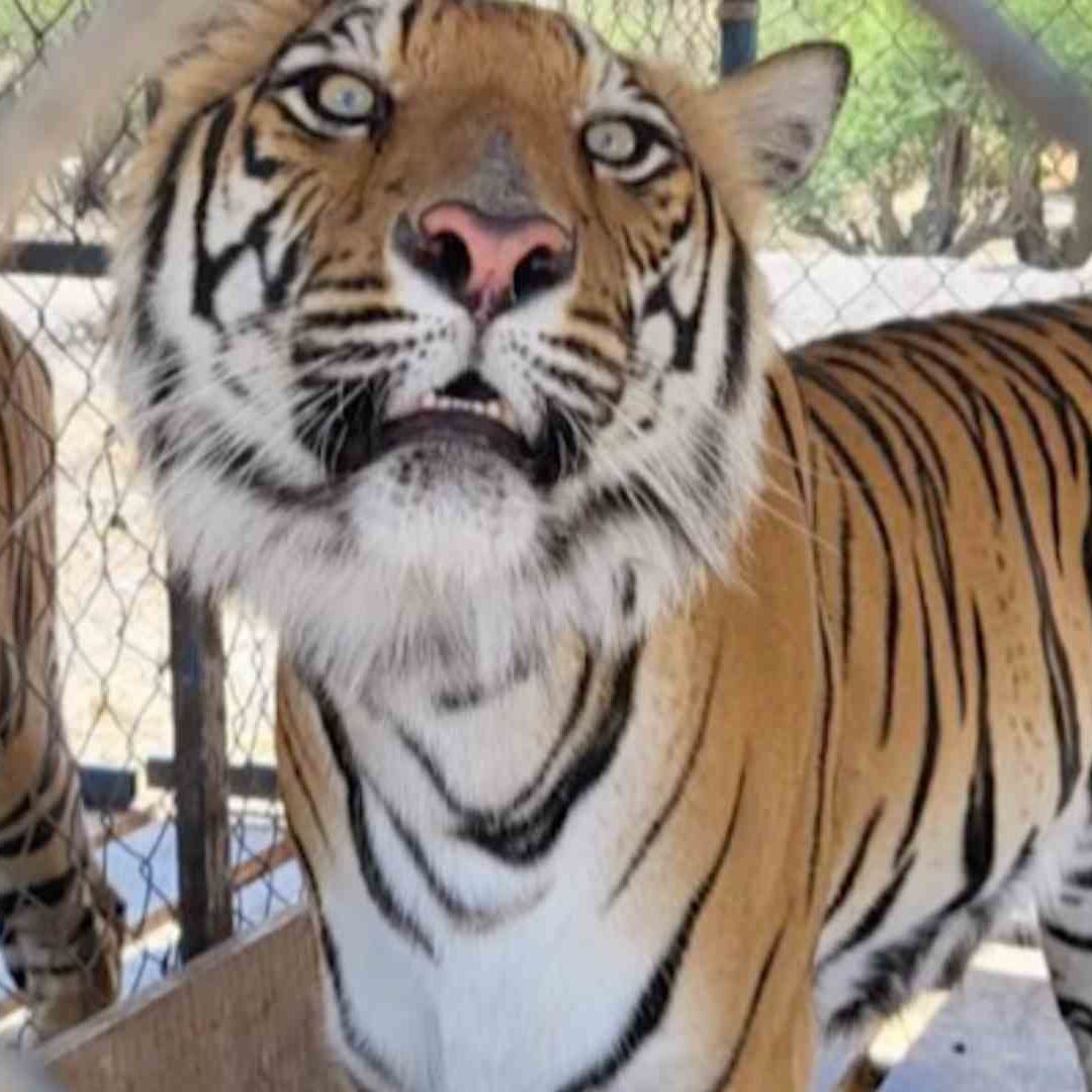 Aseguran casi 60 animales silvestres que tenían de manera ilegal en La B