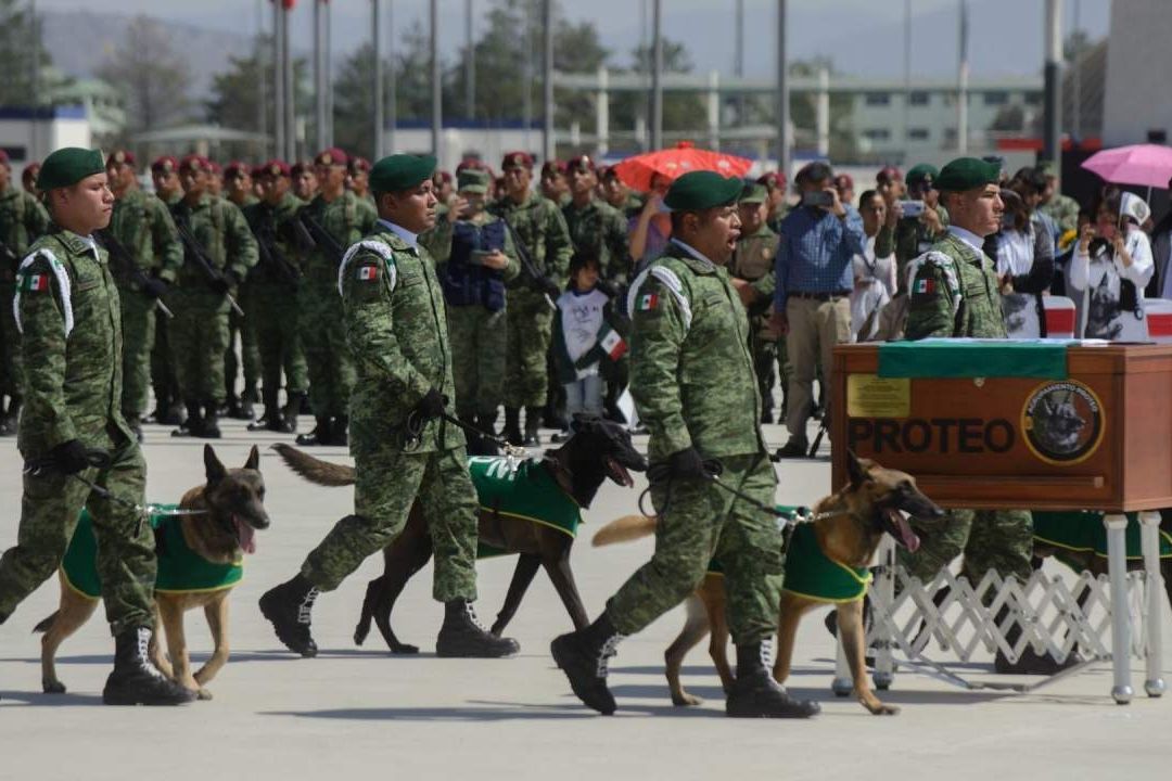Tras Muerte de 'Proteo', Turquía Dona Cachorro a la Sedena