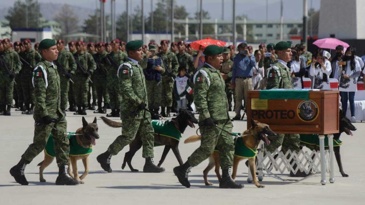 Tras Muerte de 'Proteo', Turquía Dona Cachorro a la Sedena