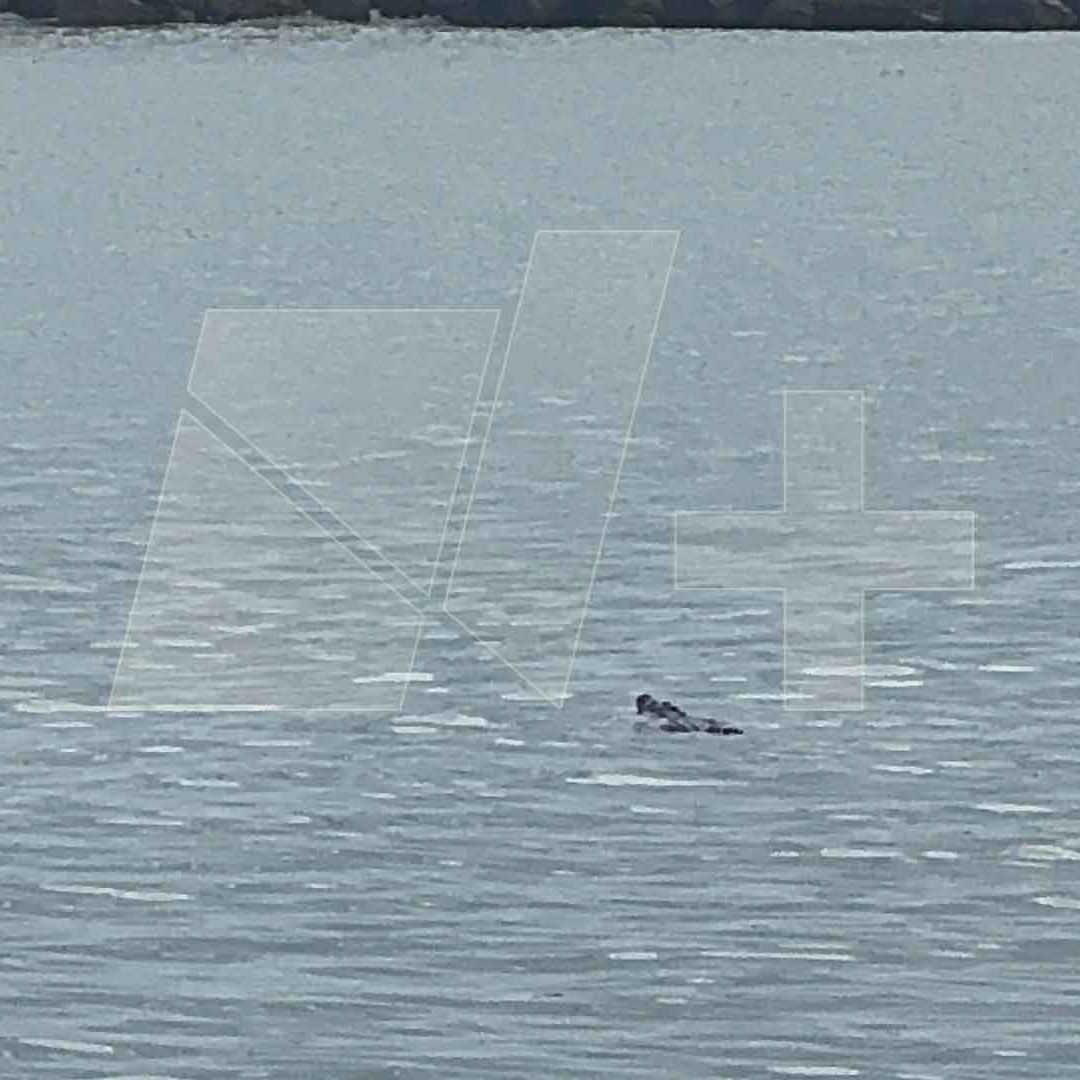 Aparece Cocodrilo en el Río Pánuco; Cerca de Escolleras de Playa Miramar