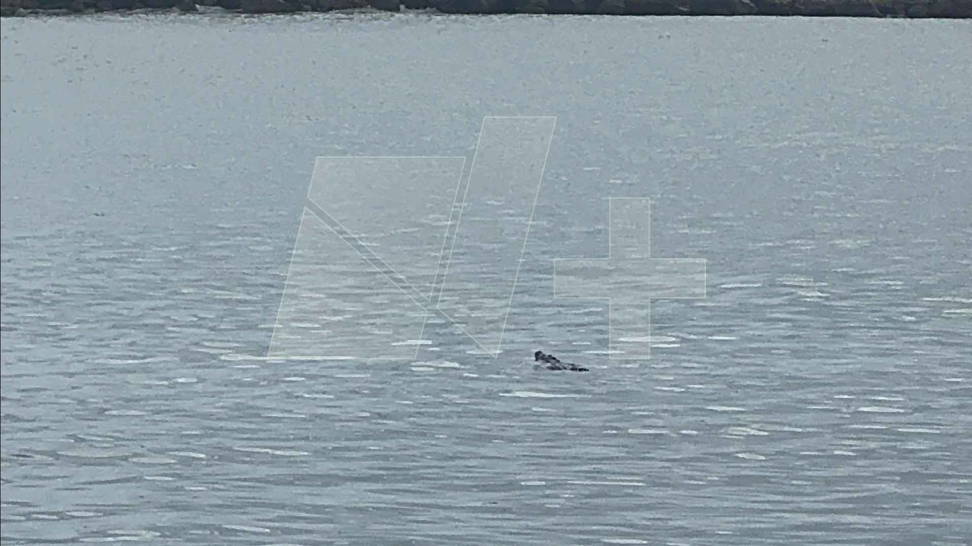 Aparece Cocodrilo en el Río Pánuco; Cerca de Escolleras de Playa Miramar