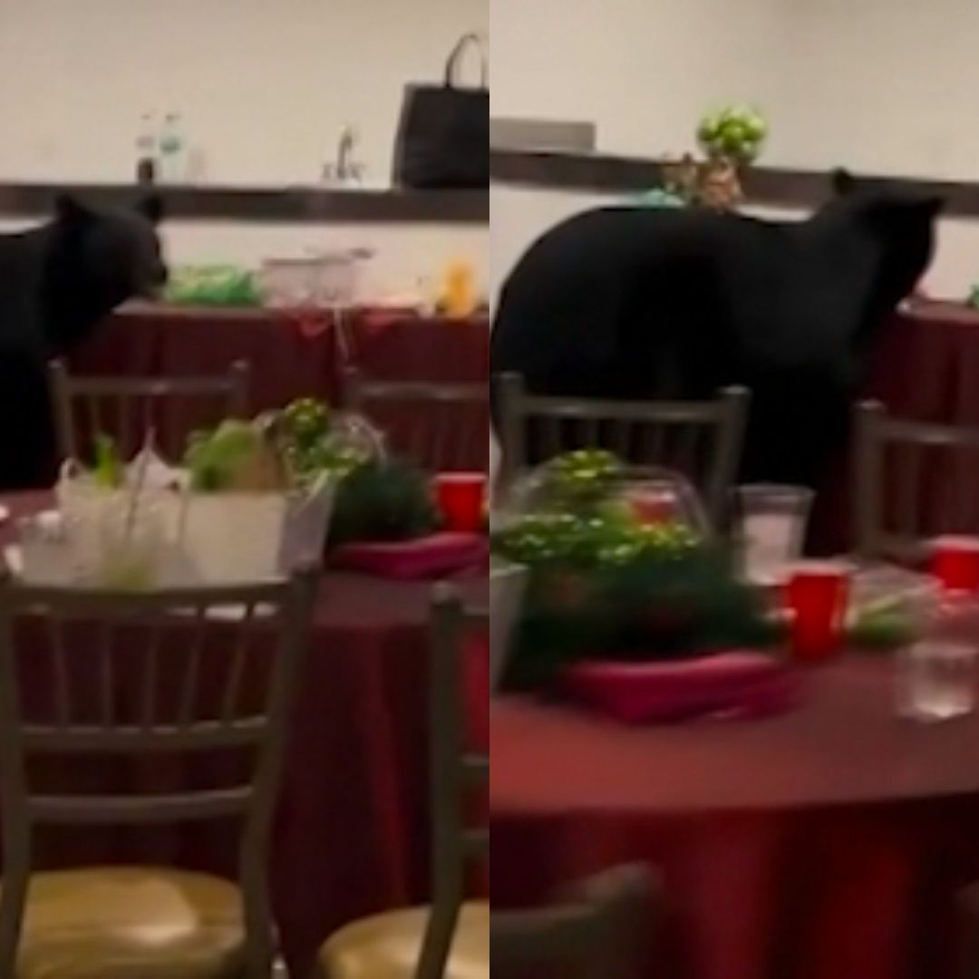 Oso en mesa de dulces en posada de San Pedro