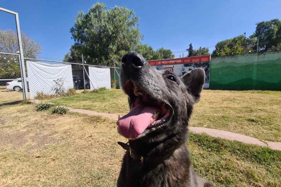 Niños Podrán Visitar a Perritos Rescatados en Vías del Metro de CDMX