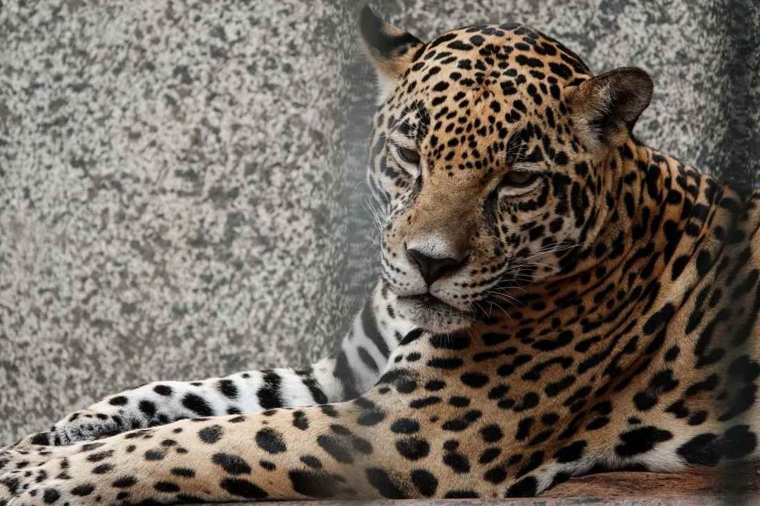 Comercio de Especies: Biodiversidad Sustentable, Legal y Sin Extinción