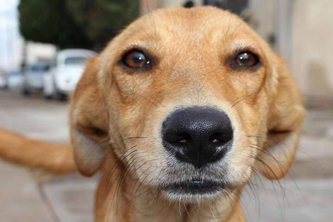 Jalisco: Buscan Tipificar el Maltrato Animal Como Delito Grave