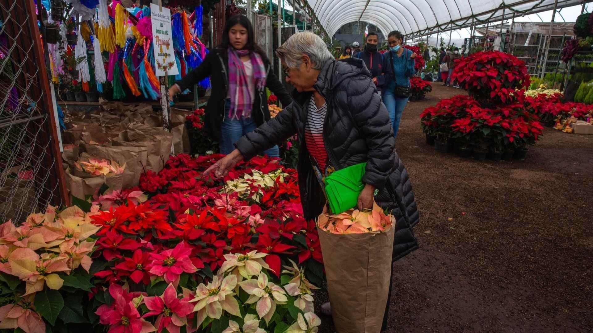 Venta de flor de Nochebuena