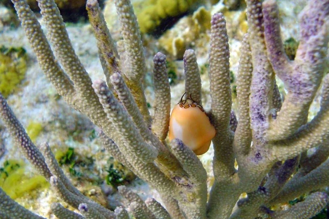 Blanqueamiento de Coral Afecta a Arrecifes del Caribe Mexicano