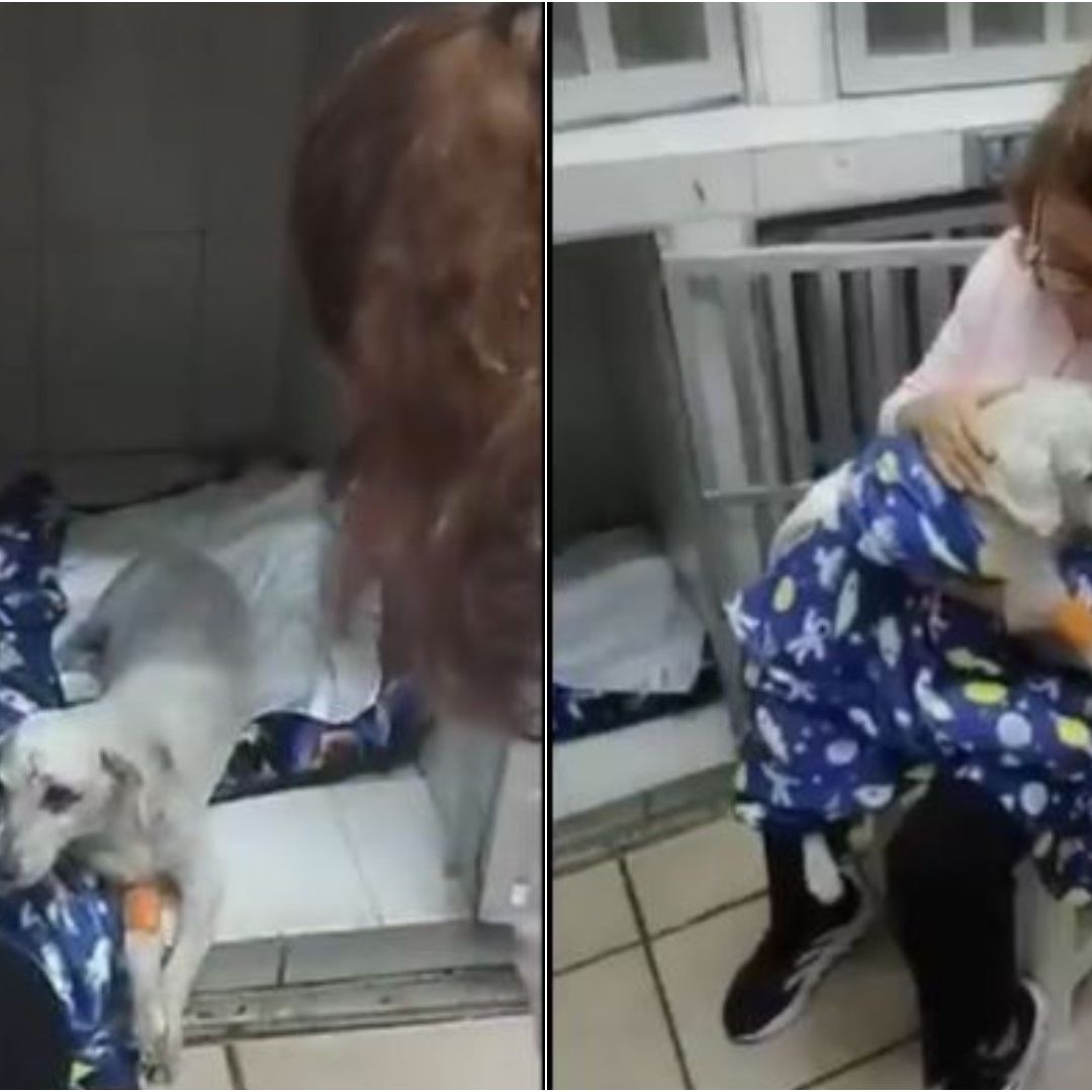 Chicharrón se sigue recuperando y ya se reencontró con su familia.