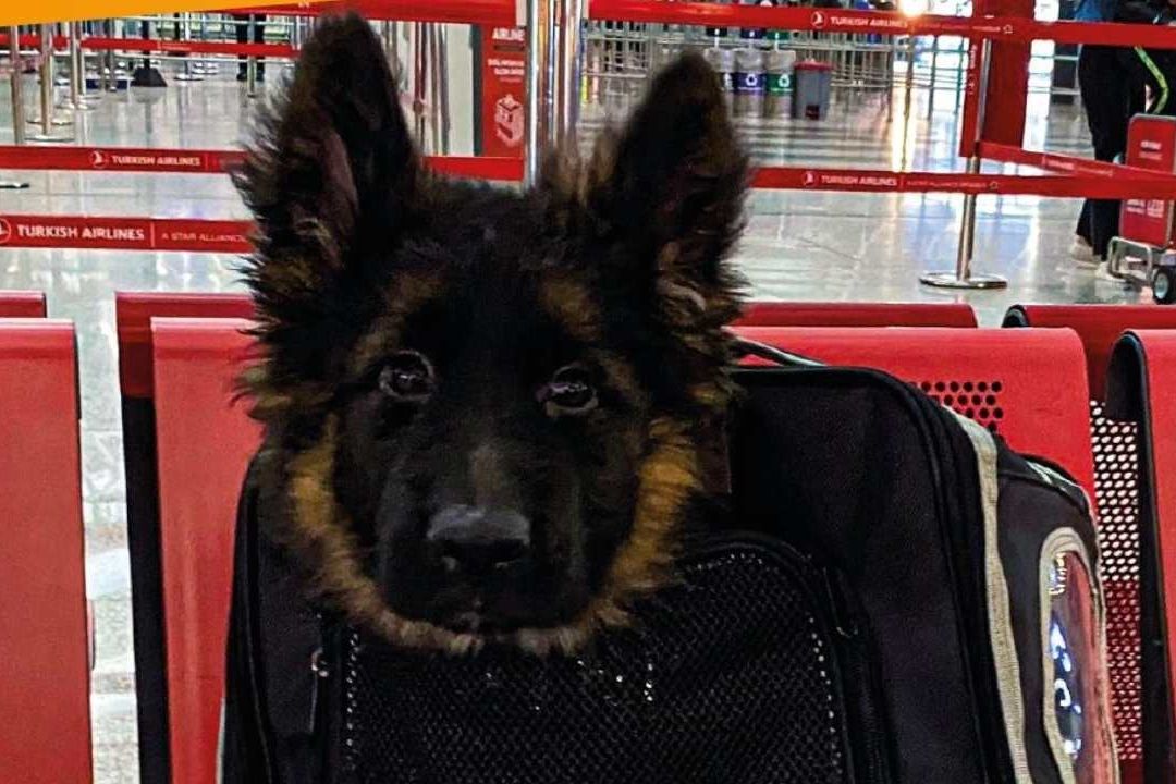 Cachorro Turco Que Seguirá los Pasos de Proteo Como Rescatista de la Sedena Llega a México