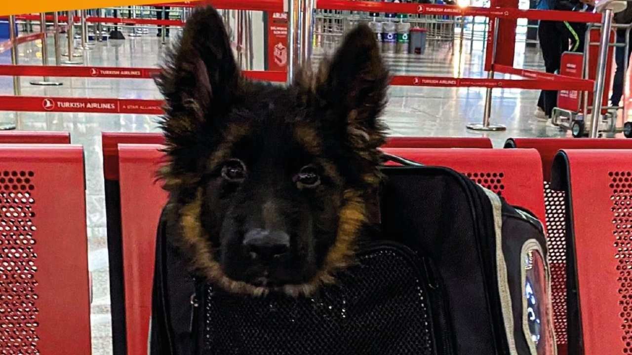 Cachorro Turco Que Seguirá los Pasos de Proteo Como Rescatista de la Sedena Llega a México