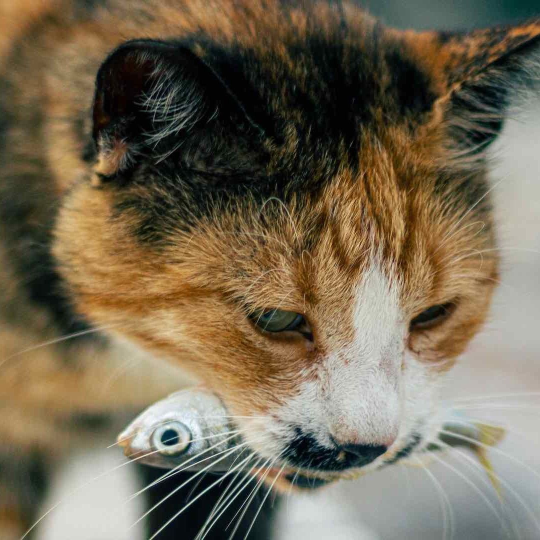 En el mercado existen diversas marcas de comida para gato que ofrecen diversos nutrientes para cada tipo de gato