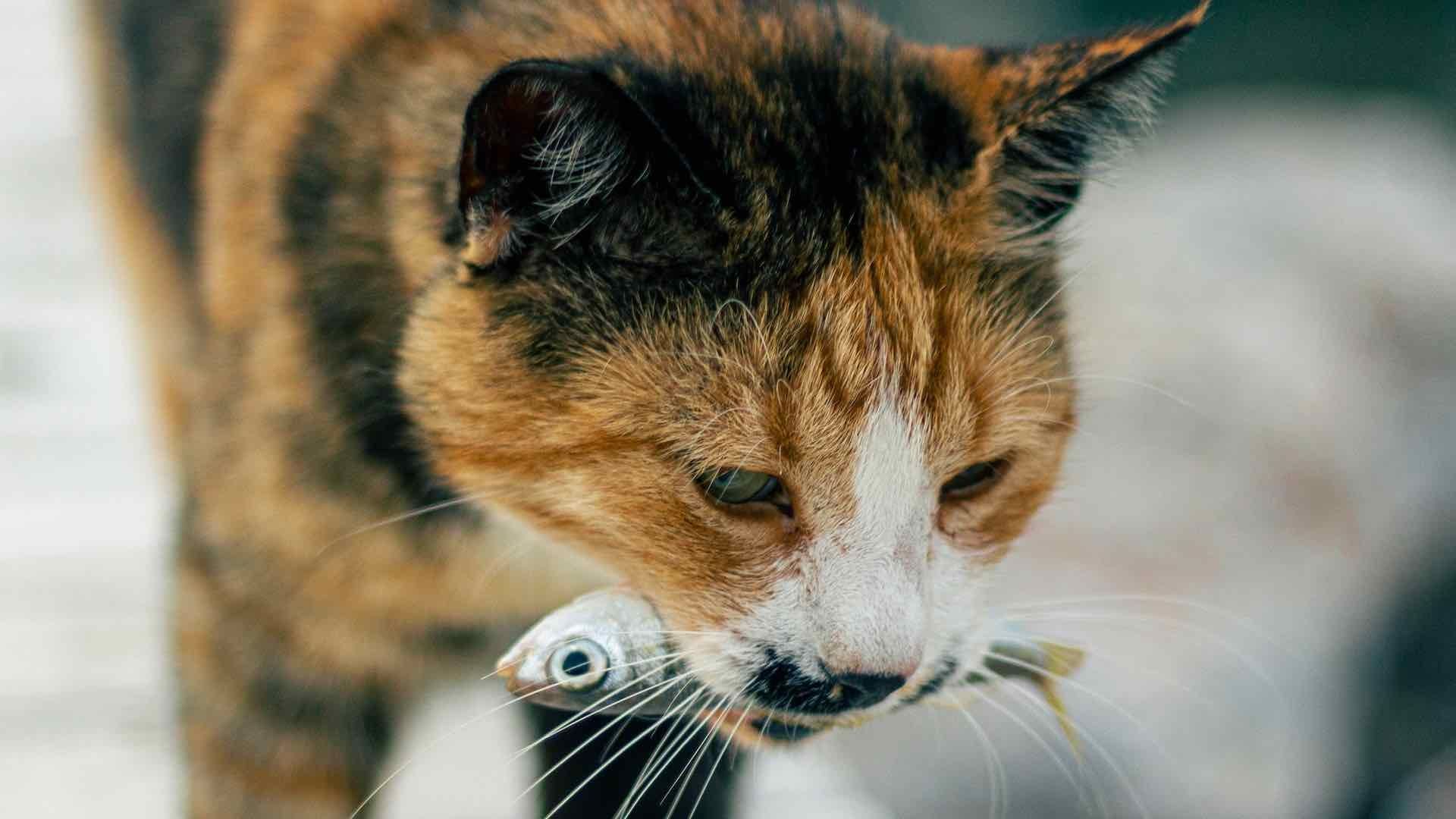 En el mercado existen diversas marcas de comida para gato que ofrecen diversos nutrientes para cada tipo de gato