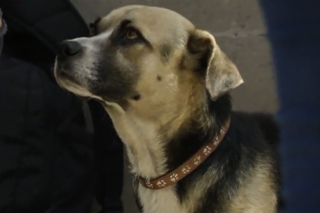 Perro es adoptado por universitarios en Nuevo León; lo llaman Licenciado Felipe