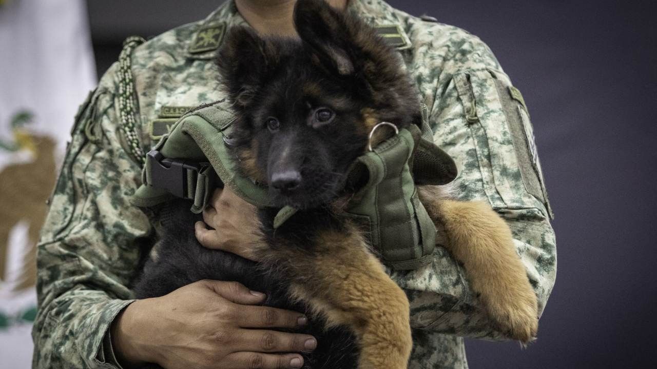 Sedena nombra 'Arkadas' a perro donado por Turquía