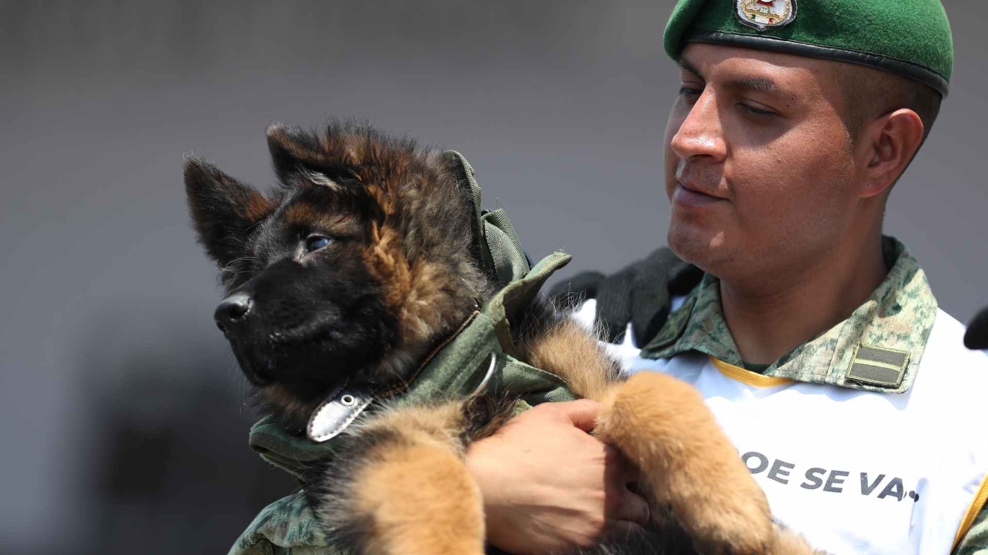 Arkadas, cachorro de raza pastor alemán donado por el gobierno de Turquía a México