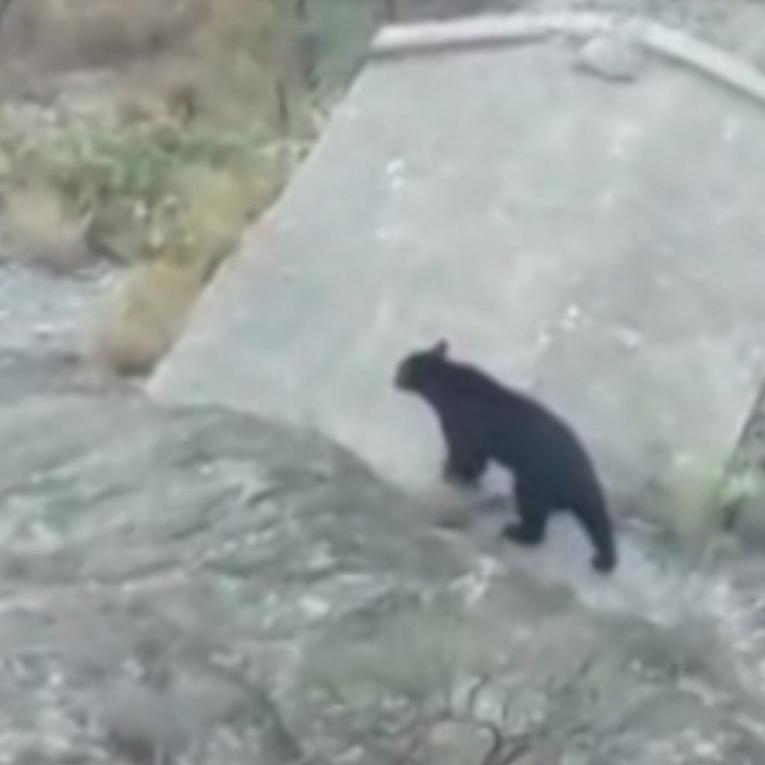 Nuevamente los osos se hacen presentes en Nuevo León, ahora en Santa Catarina.
