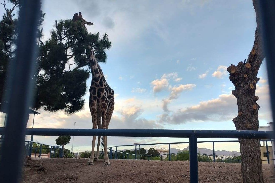 Llega Jirafa a Parque Central de Juárez; le Buscan Nombre