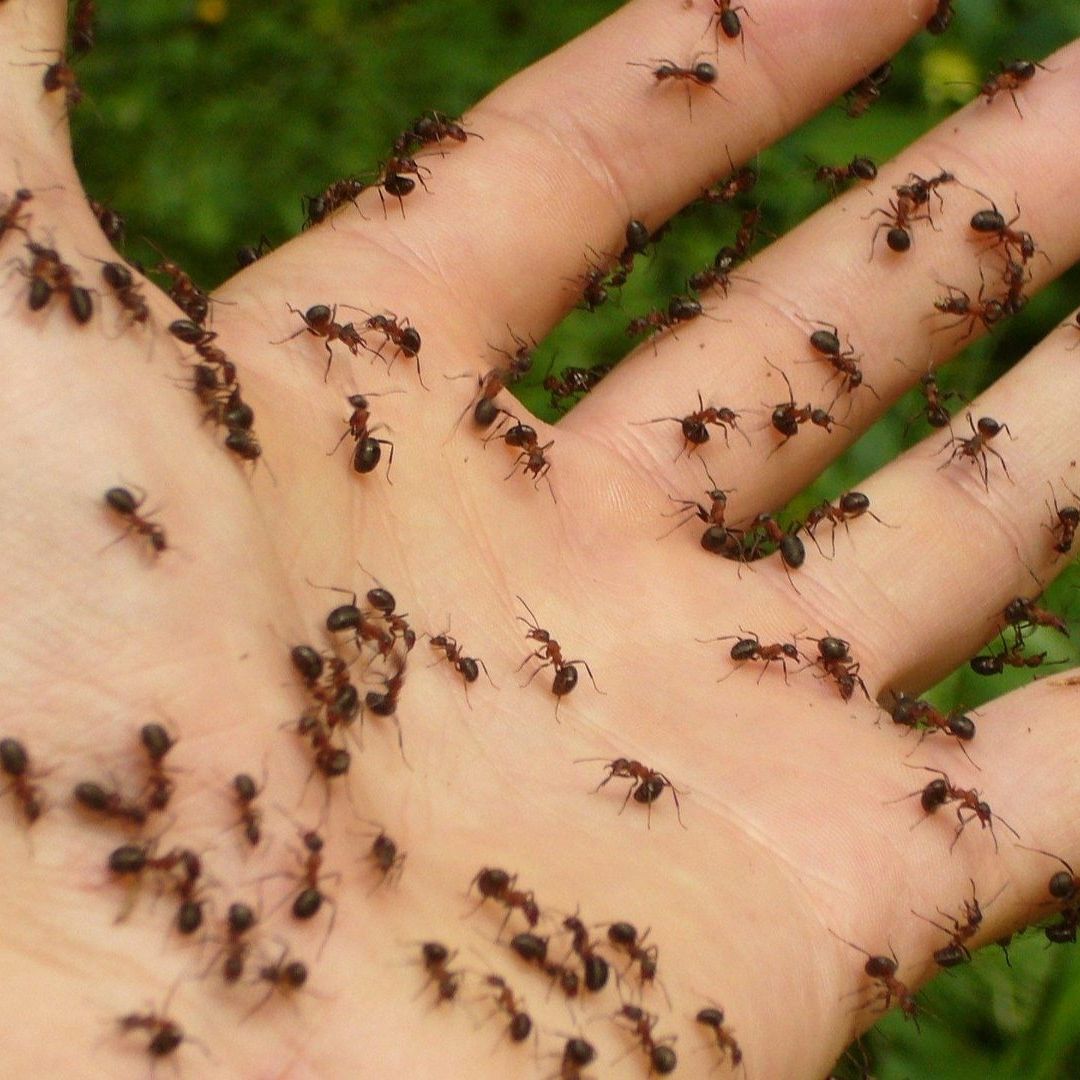 Síndrome de Ekbom: ¿Cómo se Origina la Sensación de que el Cuerpo se "Llena" de Insectos?