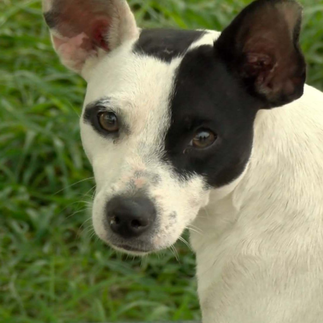 Abandonan a Perro en Avenida y Después Regresan por el en Guadalupe