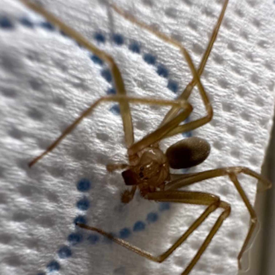 La araña violinista atrae a otro tipo de insectos que pueden provocar plagas