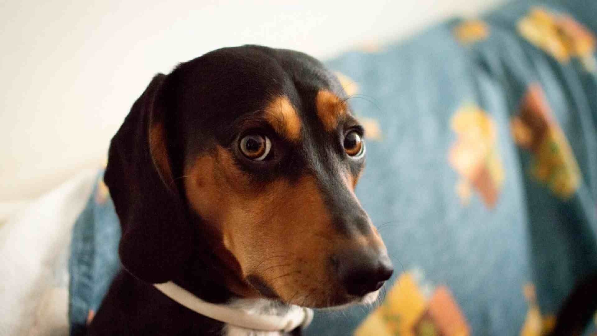 ¿Cómo Calmar a tu Mascota de los Fuegos Artificiales? Foto: Freepik