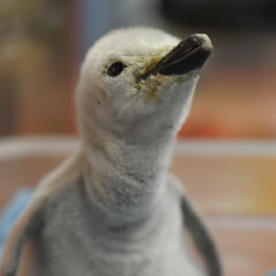 Es Mexicano: Así Es el Primer Pingüino Barbijo Nacido en Cautiverio en Latinoamérica