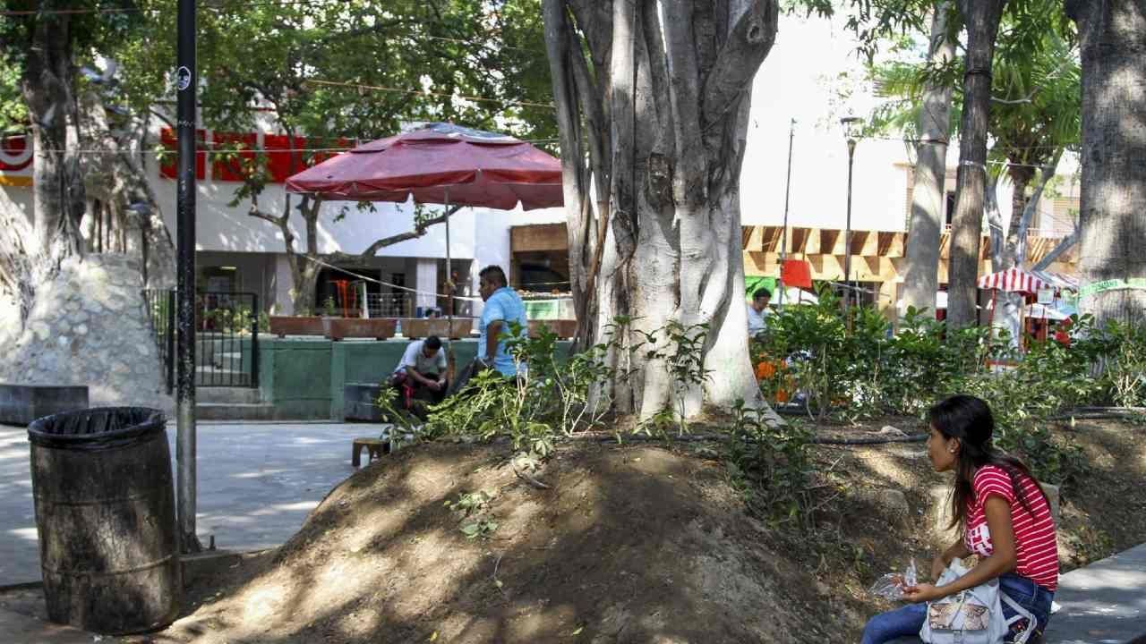 ¿Por qué pintan de blanco los troncos de los árboles?