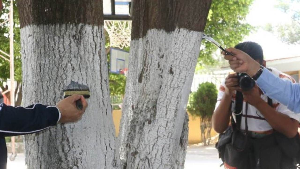 Existen varias razones por las que los troncos de los árboles se pintan de blanco