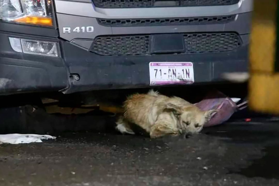 Amigo Fiel: Perrito Se Queda Con su Dueño Tras Ser Atropellado