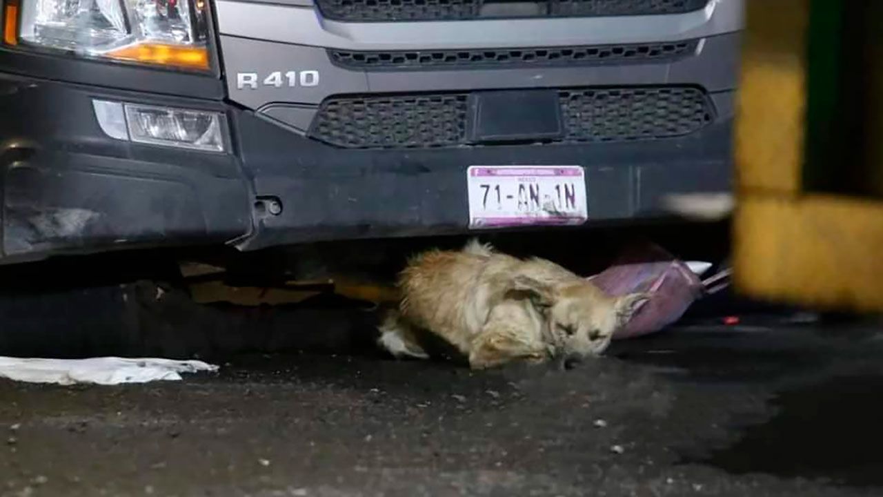 Amigo Fiel: Perrito Se Queda Con su Dueño Tras Ser Atropellado