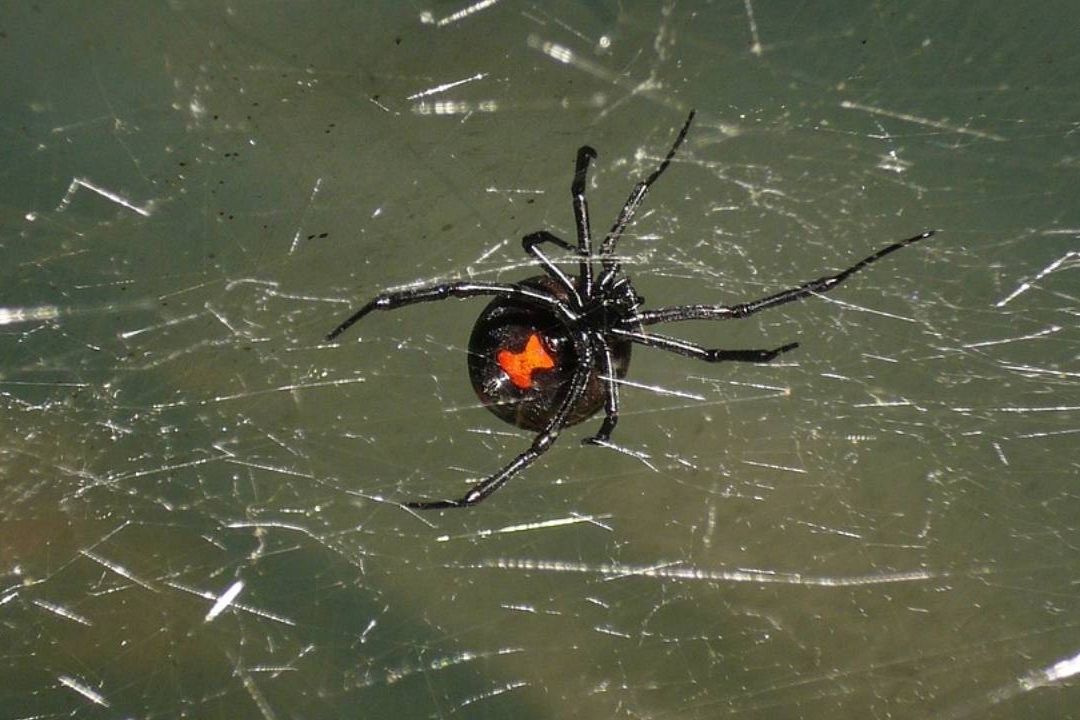 La viuda negra es negra y en su vientre tiene una marca roja en forma de reloj de arena
