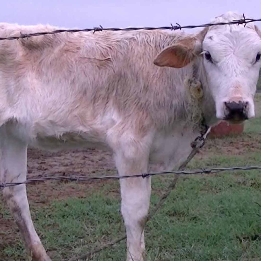 Detectan Primer Caso de Gusano Barrenador en Becerro Recién Nacido en Llera Tamaulipas