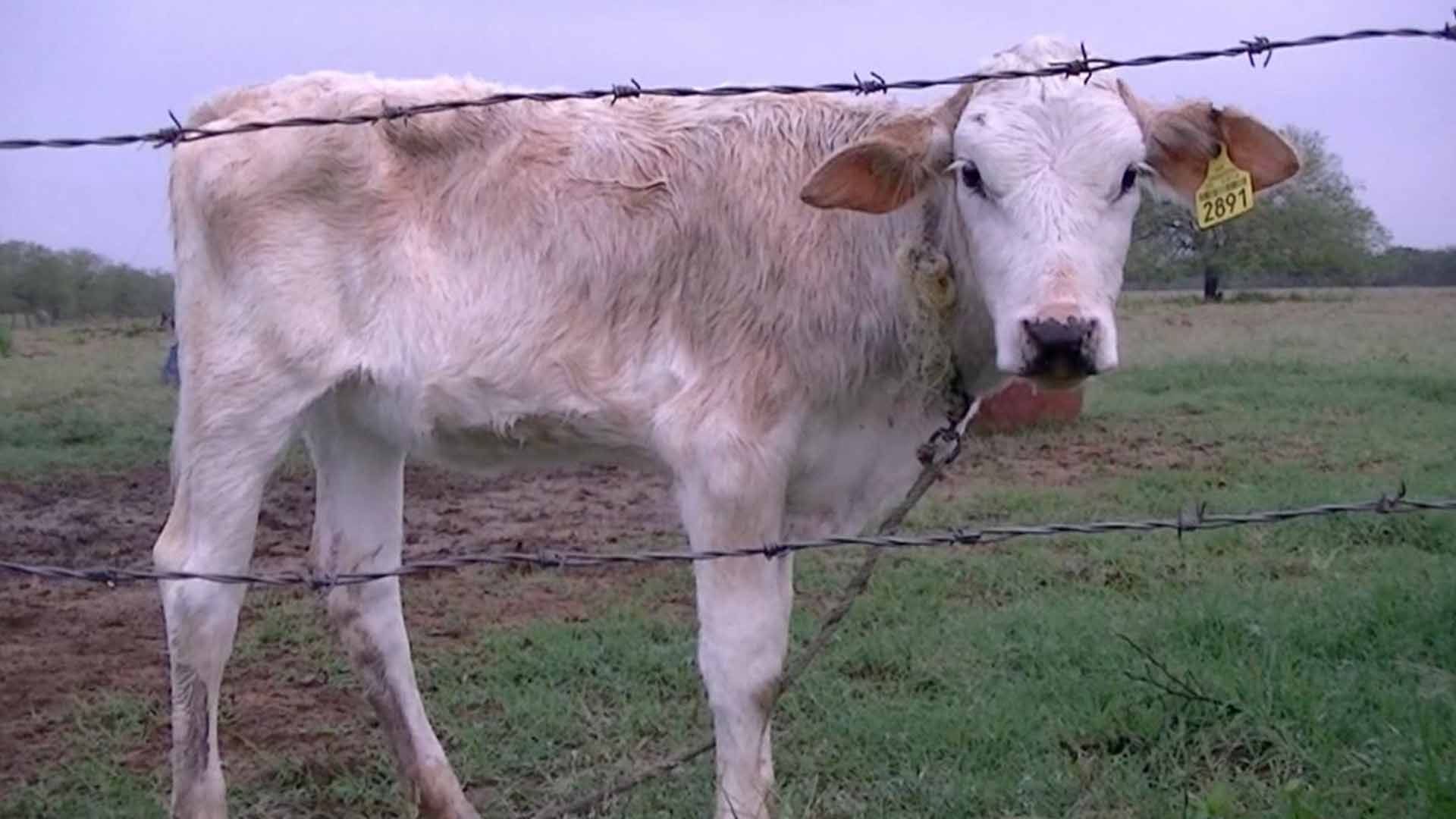 Detectan Primer Caso de Gusano Barrenador en Becerro Recién Nacido en Llera Tamaulipas