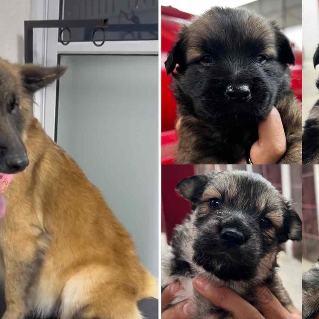Horda, la mascota de la estación Xochimilco de bomberos, tuvo cachorros