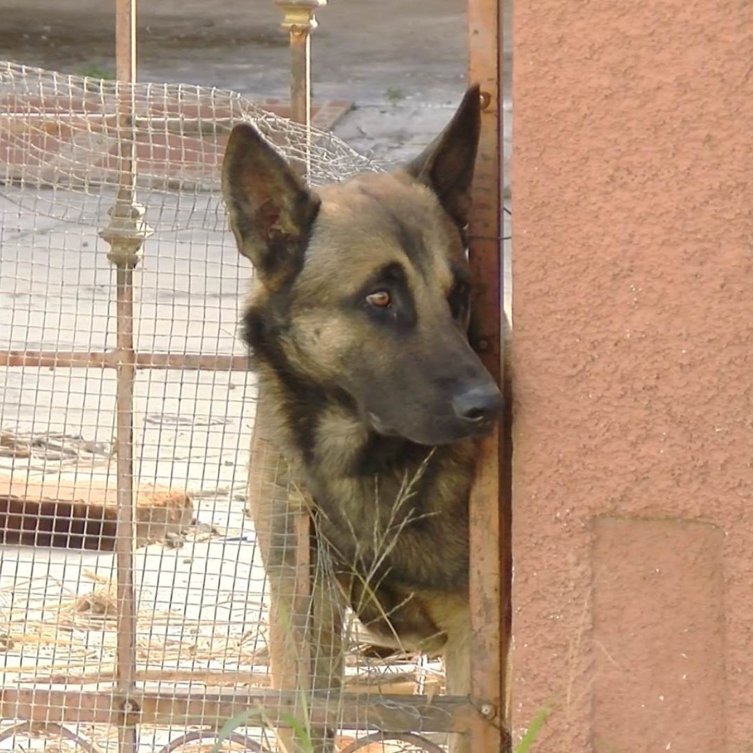 Perro abandonado