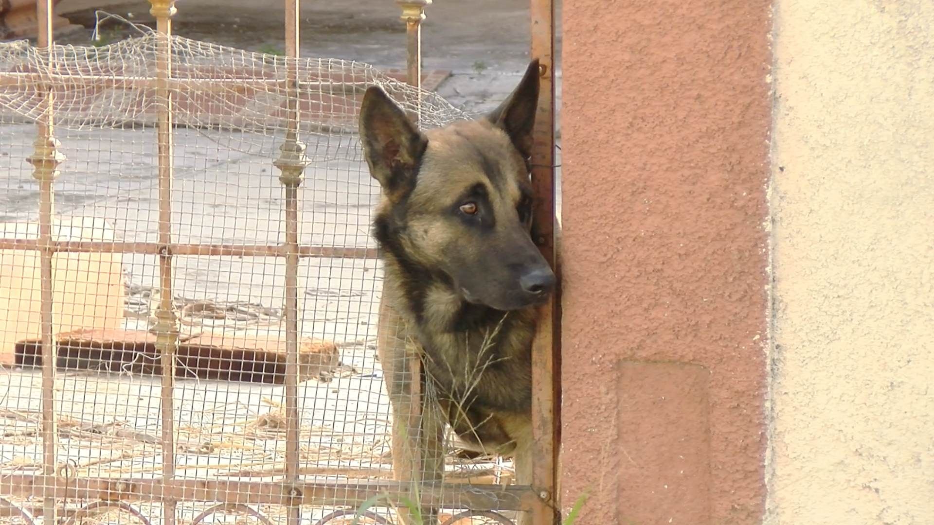 Perro abandonado