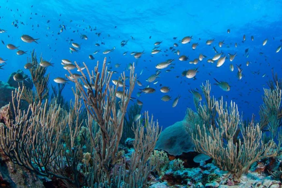 Reducir el CO2: Un Antiácido Para los Océanos