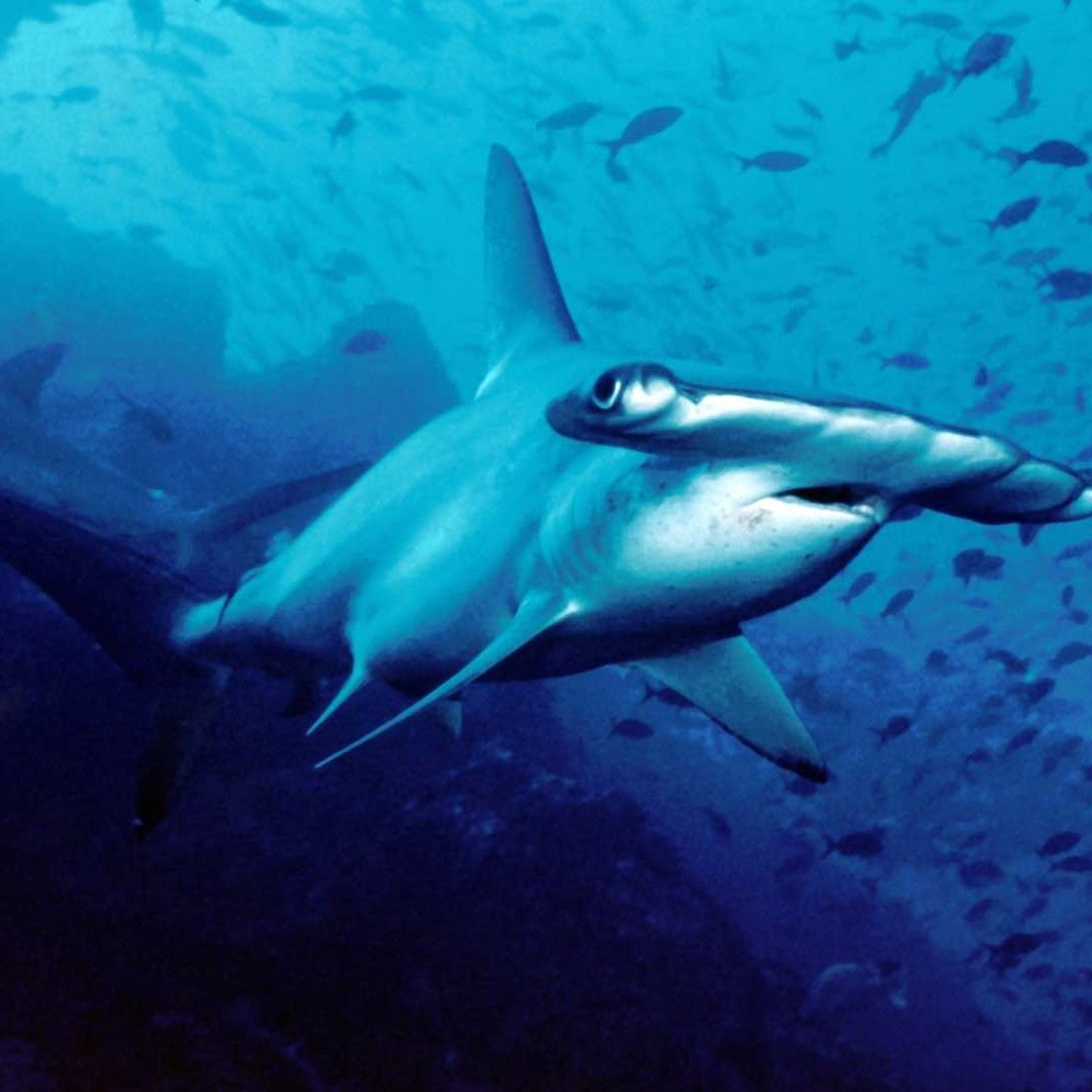 Tiburón martillo fotografiado en Costa Rica