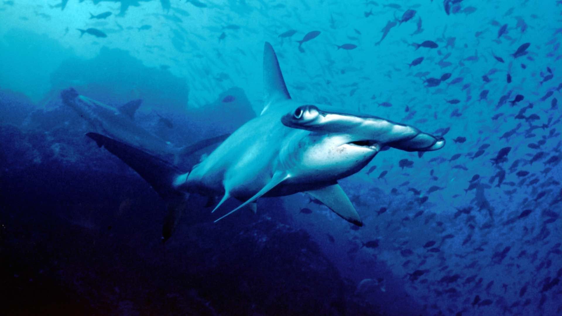 Tiburón martillo fotografiado en Costa Rica