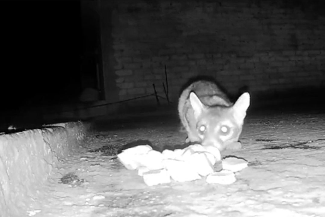 Video: Cacomixtle reacciona a microsismo en CDMX