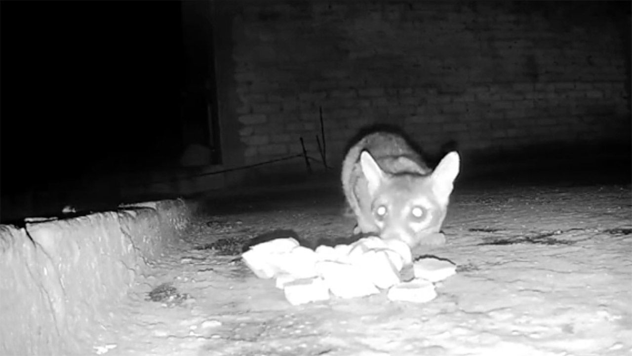 Video: Cacomixtle reacciona a microsismo en CDMX