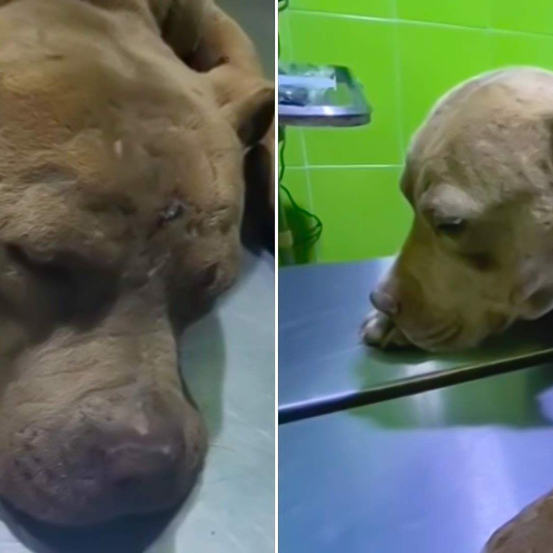 Justicia Para Bulma: Perrita es Desollada y Mutilada en Ecatepec