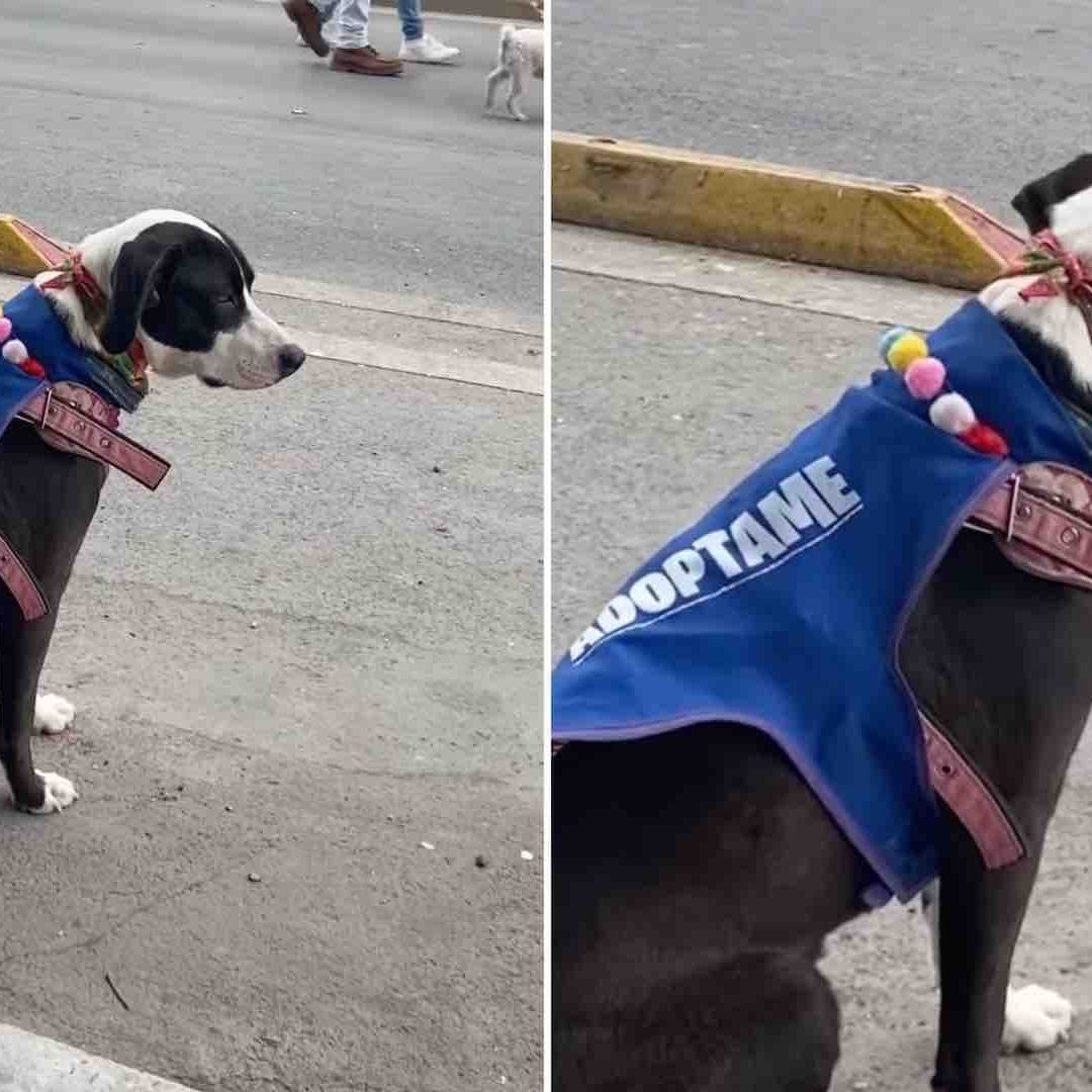 Lilly, esperando a que alguien la adoptara